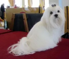 Dwarf fotografii de câine rasa cu titluri și descrieri (rocă) Dwarf fotografii de câine rasa cu titluri și descrieri