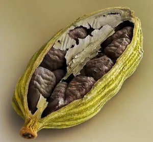 Cardamom proprietăți și contraindicații utile (contraindicații) Cardamom proprietăți utile și contraindicații