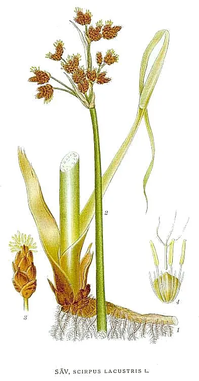 Papura - genul de plante acvatice în familia Cyperaceae