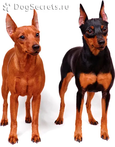 Pinscher pitic (Pinscher miniatură) rasa descriere, caracter, pret