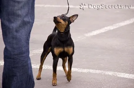 Pinscher pitic (Pinscher miniatură) rasa descriere, caracter, pret