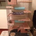 Cage pentru chinchilla cu mâinile sale (instrucțiuni pas cu pas) (chinchilla cu mâinile) Cage pentru chinchilla cu mâinile sale (instrucțiuni pas cu pas)