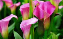 La transplantare în primăvara și toamna lalele, transplanturi de plante cu flori, instrucțiuni pas cu pas (transplant) La transplantare în primăvara și toamna lalele, transplanturi de plante cu flori, ghid pas cu pas
