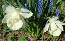 La transplantare în primăvara și toamna lalele, transplanturi de plante cu flori, instrucțiuni pas cu pas (în toamnă) La transplantare în primăvara și toamna lalele, transplanturi de plante cu flori, ghid pas cu pas