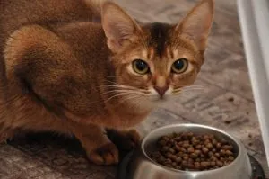 Pisica a dat naștere la pui care fac maestrii noi (cat) Pisica a dat naștere la pui care fac următoarele gazde
