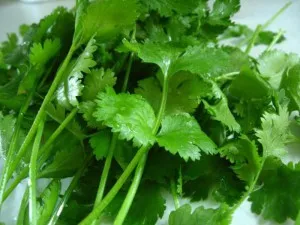 utilizarea cilantro și deteriorarea sănătății la corpul de bărbați și femei (a corpului) beneficii și daune cilantro pentru sănătatea femeilor și a bărbaților ale corpului