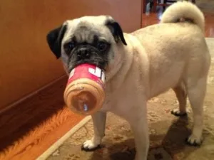 Hrănirea câini rasa Pug dieta special