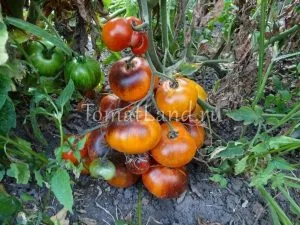 Catalog de tomate
