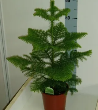 flori sădite ca un pom de Crăciun, țara frumuseții