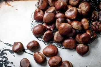 Chestnut beneficii și rău, cum să gătească, păstrând proprietățile utile, contraindicații (castani nuci proprietăți medicinale, și de aplicare) Chestnut beneficii și rău, cum să gătească, păstrând proprietățile utile, contraindicații