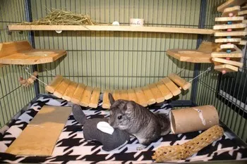 Cage pentru chinchilla cu mâinile sale (instrucțiuni pas cu pas) (instrucțiuni) Cage pentru chinchilla cu mâinile sale (instrucțiuni pas cu pas)
