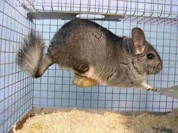 Cage pentru chinchilla cu mâinile sale (instrucțiuni pas cu pas) (instrucțiuni) Cage pentru chinchilla cu mâinile sale (instrucțiuni pas cu pas)