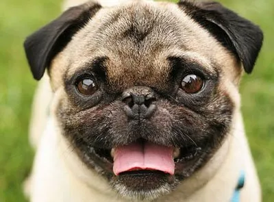 Porecle pentru Pugs