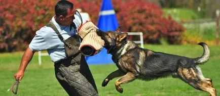 Comenzi pentru o listă de câini și cum să învețe gesturi pentru a efectua și de formare (câini) Dog lista de comenzi, și cum să-i învețe gesturi pentru a efectua și de formare