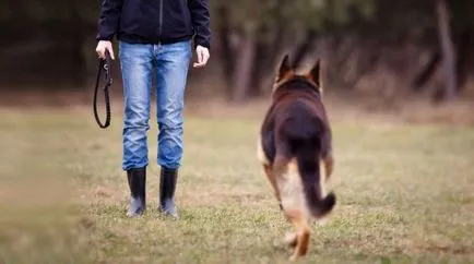 Comenzi pentru o listă de câini și cum să învețe gesturi pentru a efectua și de formare (echipa) Dog lista de comenzi, și cum să-i învețe gesturi pentru a efectua și de formare