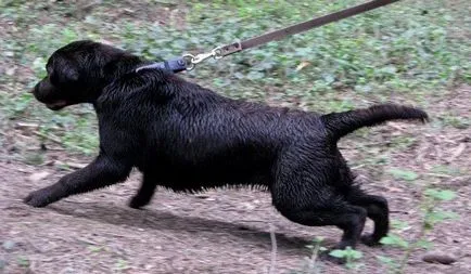 Comenzi pentru o listă de câini și cum să învețe gesturi pentru a efectua și de formare (câini) Dog lista de comenzi, și cum să-i învețe gesturi pentru a efectua și de formare