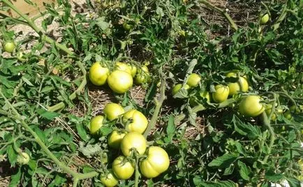 Când răsaduri de tomate sunt plantate în teren deschis (tomate) Atunci când se plantează răsaduri de tomate în sol deschis