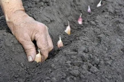 Când lalele plantate în creștere secrete