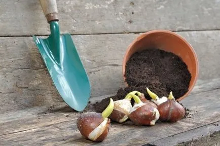 Când a planta lalele