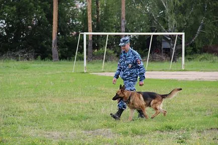 Comenzi pentru o listă de câini și cum să învețe gesturi pentru a efectua și de formare (lista) Dog lista de comenzi, și cum să-i învețe gesturi pentru a efectua și de formare