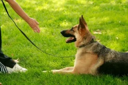 Lista Comenzi Dog, și cum să învețe gesturi pentru a efectua și de formare (teach) Dog lista de comenzi, și cum să-i învețe gesturi pentru a efectua și de formare