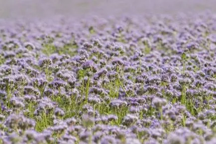 Când să semene Phacelia gunoi de grajd verde sfaturi sol deschise și detalii