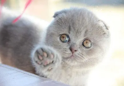 Poreclele pentru British Shorthair și modul de denumire (pisici) Poreclele pentru pisicile și pisicile britanice, cum de a apela