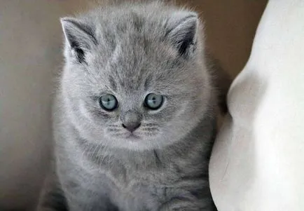 Poreclele pentru British Shorthair și cum să nume (porecle) Poreclele pentru pisicile și pisicile britanice, cum de a apela