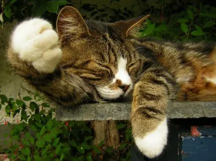 spasmele Cat în somn, există vreun motiv să vă faceți griji