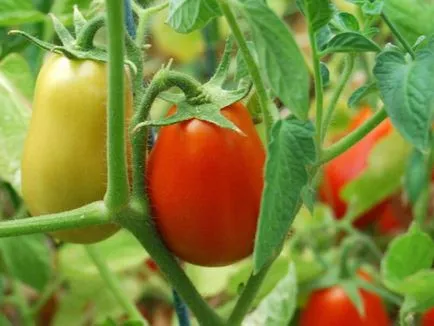 Când răsaduri de tomate sunt plantate în teren deschis (teren) Atunci când se plantează răsaduri de tomate în sol deschis