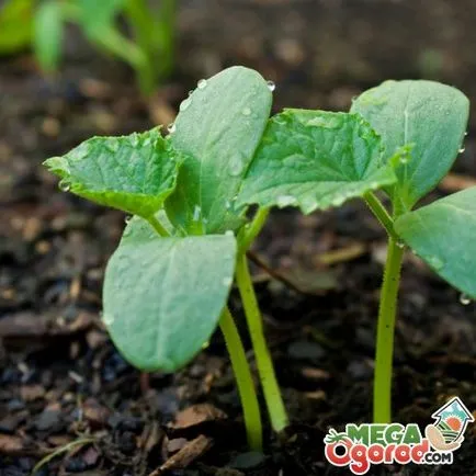 Când castraveți semănat în sol (sol) Când să planteze castraveți în pământ