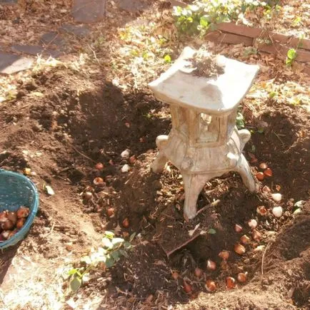 Când să planteze bulbi de lalele și sape până primăvara și toamna lor