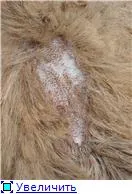 Cat se musca consultație gratuită „pisică (mușcături) Cat se musca consultație gratuită „pisică