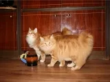 Descrierea Kurile Bobtail și caracteristică a rasei