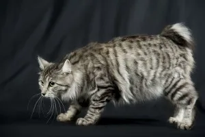 Descrierea Kurile Bobtail și caracteristică a rasei