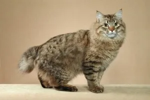 Bobtail pisică soiuri de rasa și descrierea lor (rasa) soiuri de rasa Bobtail pisica și descrierile lor