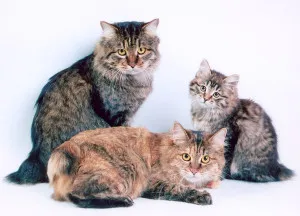 Bobtail pisică soiuri de rasa și descrierea lor (rasa) soiuri de rasa Bobtail pisica și descrierile lor