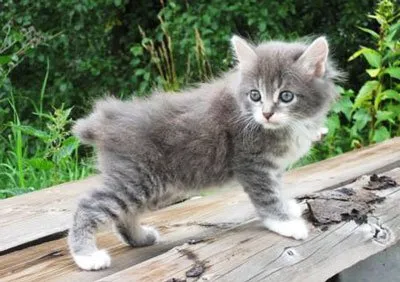 Kurile Bobtail descriere, caracter, foto, pret, continut (Kurile) Descriere Kurile Bobtail, caracter, fotografie, preț, conținut