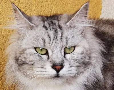 Kurile Bobtail descriere, caracter, foto, pret, continut (caracter) Descriere Kurile Bobtail, caracter, fotografie, preț, conținut