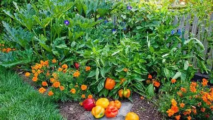 grădină frumoasă