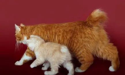 Kurile Bobtail foto, pret, descriere rasa, caracter, video, pepiniere - murkote despre pisici și (descriere) Kurile Bobtail foto, pret, descriere rasa, caracter, video, pepiniere - murkote despre pisici și