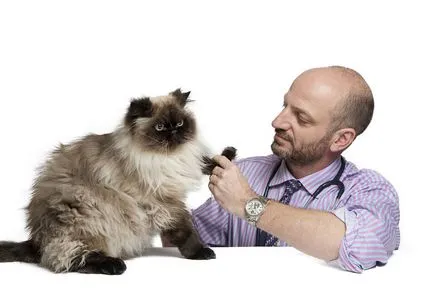 Cat după castrare ar trebui să fie conștienți de faptul că proprietarul unui animal de companie (pisică după castrare a devenit) Cat după castrare ar trebui să fie conștienți de faptul că proprietarul unui animal de companie