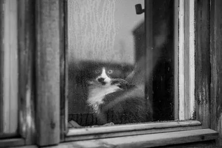 Pisici prin fereastra (31 fotografii) (pisici) Pisici prin fereastra (31 poze)