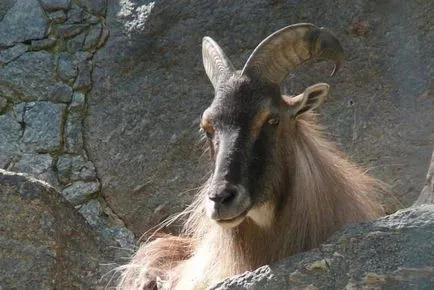Capricorn (animale) descriere și fotografii (capră capră animale capră de munte fotografie Ibex) Capricorn (animale) descrierea și fotografii