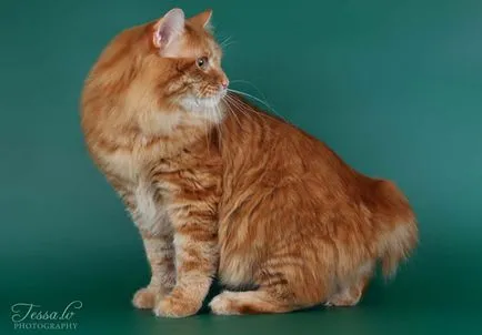 Kurile Bobtail - o descriere a naturii, de îngrijire, cumpara