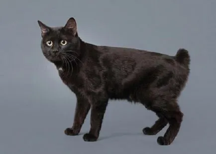 Kurile Bobtail foto, pret, descriere rasa, caracter, video, pepiniere - murkote despre pisici și (Fotografii) Kurile Bobtail foto, pret, descriere rasa, caracter, video, pepiniere - murkote despre pisici și