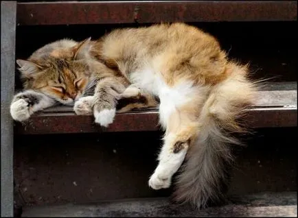 Pisica doarme mult, de ce sunt atât de multe de dormit pisica (o mulțime) Pisica doarme mult, de ce sunt atât de multe pisica doarme