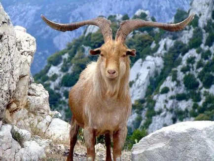 Capricorn (animale) descriere și fotografii (capră capră animale capră de munte fotografie Ibex) Capricorn (animale) descrierea și fotografii