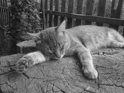 Pisica doarme mult, de ce sunt atât de multe de dormit pisica (o mulțime) Pisica doarme mult, de ce sunt atât de multe pisica doarme