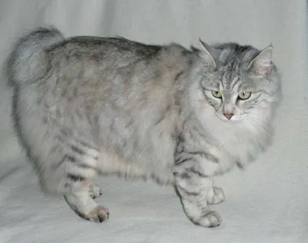 Kurile Bobtail foto, pret, descriere rasa, caracter, video, pepiniere - murkote despre pisici și (Bobtail) Kurile Bobtail foto, pret, descriere rasa, caracter, video, pepiniere - murkote despre pisici și